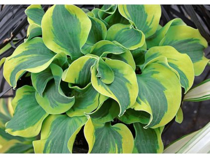 Trvalky Hosta School Mouse