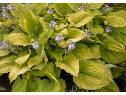 Trvalky Hosta Shadowland Cost to Cost