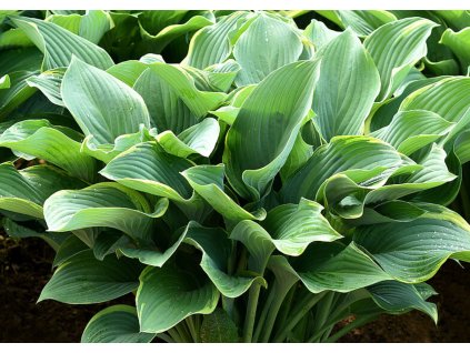 Trvalky Hosta Regal Splendor(3)