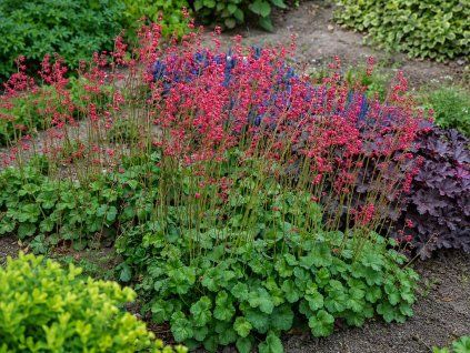 Heuchera Leuchtkäfer (5)