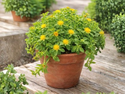 Letničky a balkónové kvety Grécky muškát Golden Cascade