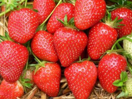 Jahoda Malwina Frigo(1)