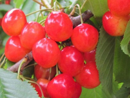 Čerešňovišňa Hortenzia