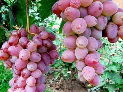 Vinič stolový bezsemenný Jupiter, balený koreň