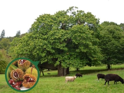 Gaštan jedlý Marigoule, semenáč, 90-120 cm , kont. 2 l