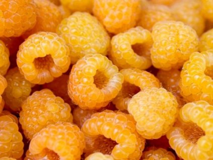 Malina Golden Everest