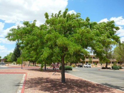 Gledíčia trojtŕňová Inermis