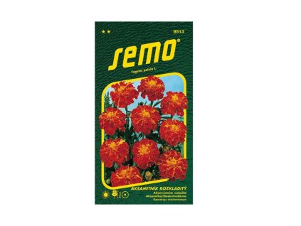 Semená Aksamietnica(2)