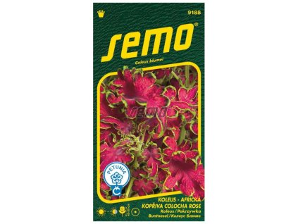 Semená Koleus