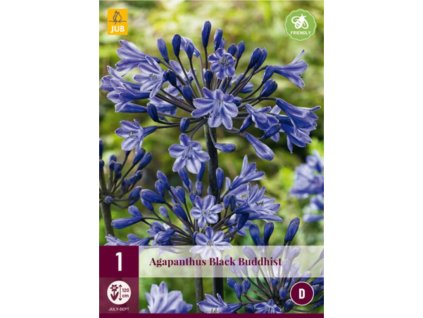 Cibuľoviny Agapanthus