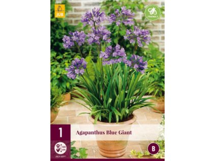 Cibuľoviny Agapanthus(2)