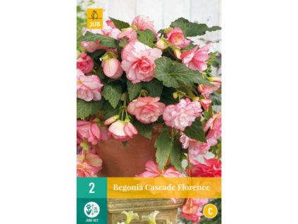 Cibuľoviny Begónia