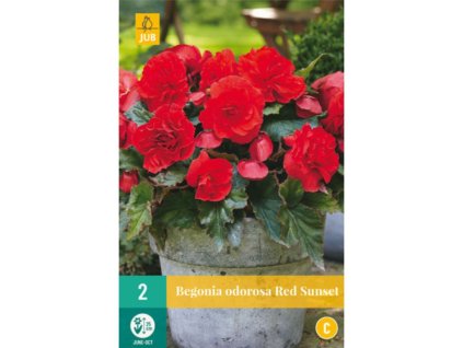 Cibuľoviny Begónia(1)