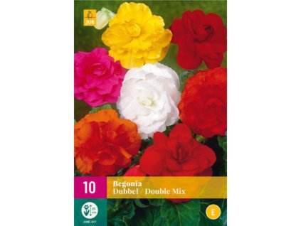 Cibuľoviny Begónia(2)