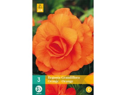 Cibuľoviny Begónia(4)