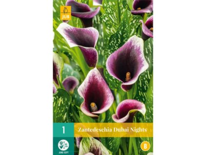 Cibuľoviny Kornútovka(2)