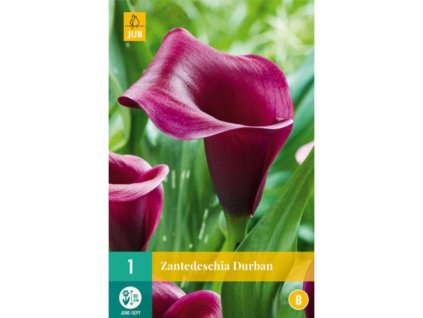 Cibuľoviny Kornútovka(3)