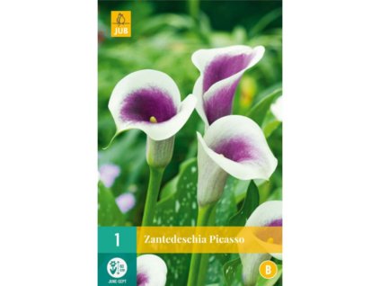 Cibuľoviny Kornútovka(7)