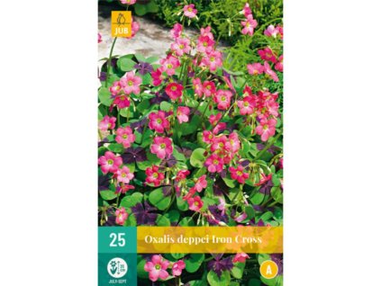 Cibuľoviny Kyslička