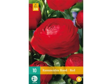 Cibuľoviny Iskerník(2)