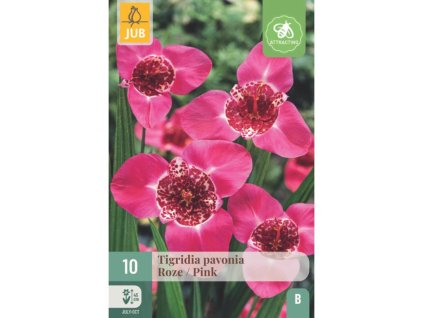 Cibuľoviny Tigrídia