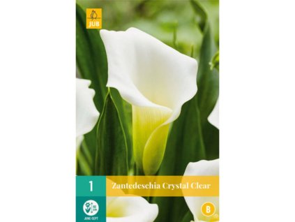 Cibuľoviny Kornútovka(1)