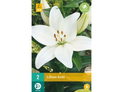 Cibuľoviny Ľalia(11)