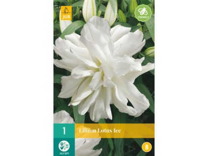 Cibuľoviny Ľalia(12)