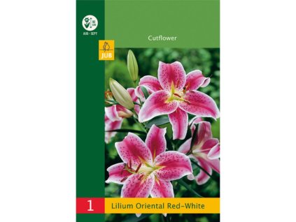 Cibuľoviny Ľalia(15)