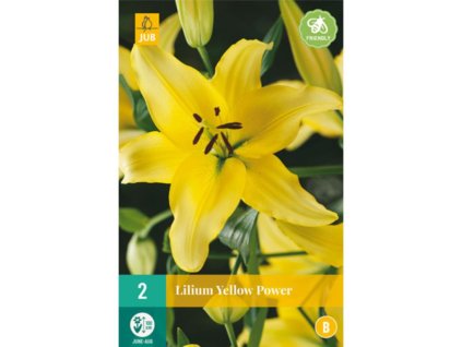 Cibuľoviny Ľalia(20)