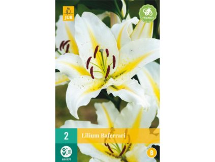 Cibuľoviny Ľalia(3)