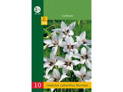 Cibuľoviny Gladiola