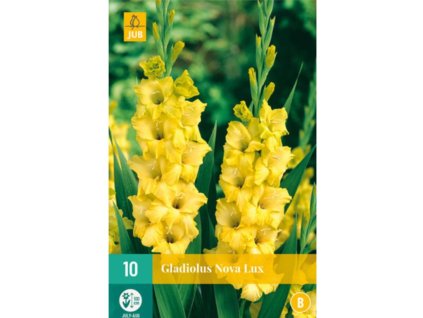 Cibuľoviny Gladiola(3)