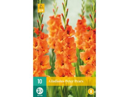 Cibuľoviny Gladiola(5)