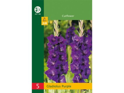 Cibuľoviny Gladiola(6)