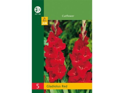 Cibuľoviny Gladiola(8)