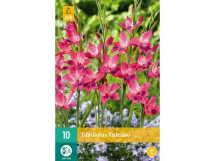 Cibuľoviny Gladiola(10)