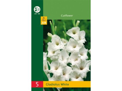 Cibuľoviny Gladiola(11)