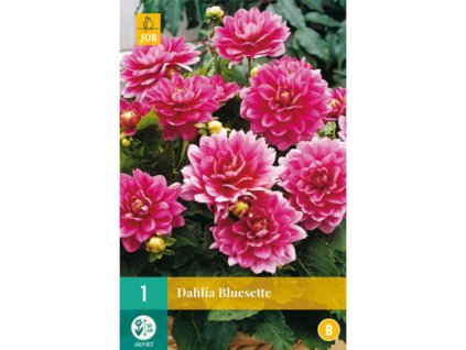 Georgína Bluesette 1 ks v balení