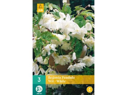 Cibuľoviny Begónia(14)