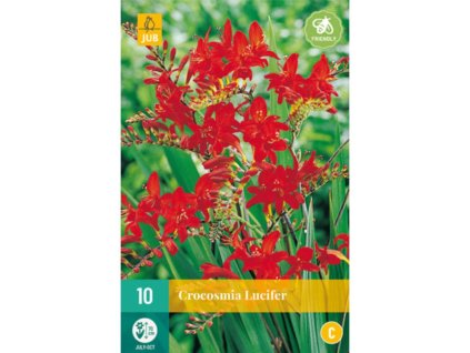 Cibuľoviny Montbrécia