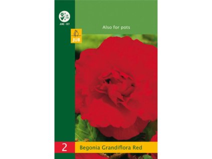 Cibuľoviny Begónia(6)