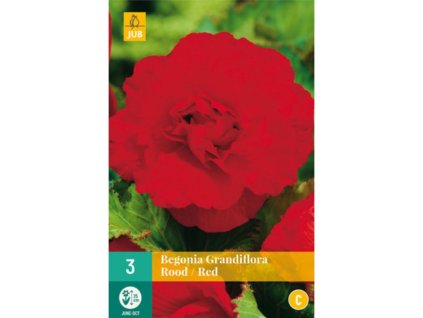 Cibuľoviny Begónia(7)