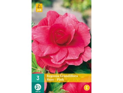 Cibuľoviny Begónia(5)