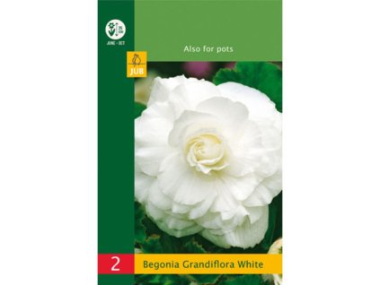 Cibuľoviny Begónia(8)