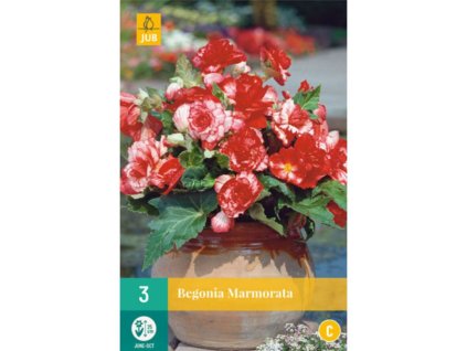 Cibuľoviny Begónia(10)