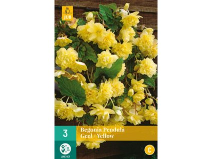 Cibuľoviny Begónia(15)