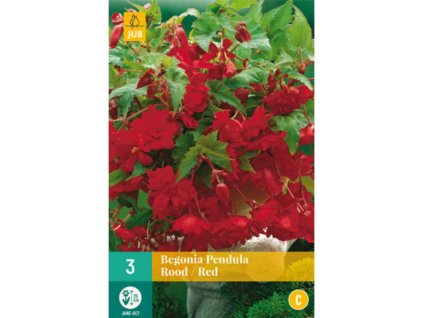 Cibuľoviny Begónia(13)