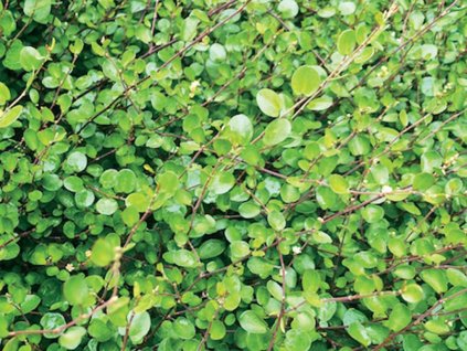 Letničky Muhlenbeckia Small Leaf