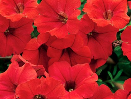 Letničky Petúnia Surfinia Deep Red